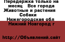 Передержка только на месяц - Все города Животные и растения » Собаки   . Нижегородская обл.,Нижний Новгород г.